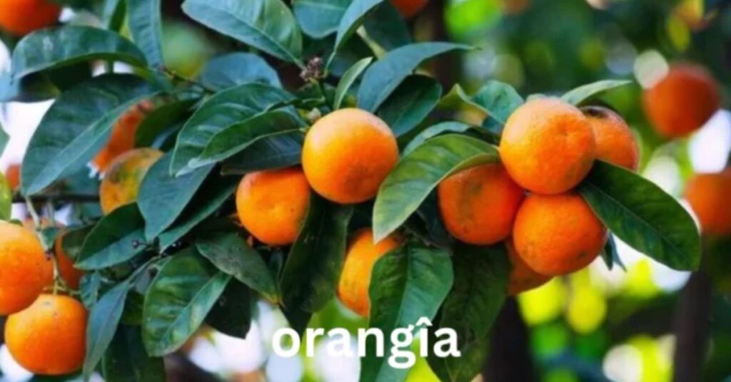 The Causes Behind Orangîa